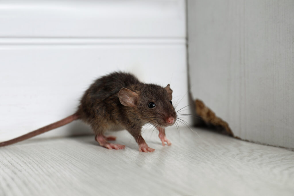 Pest Infestation Claims